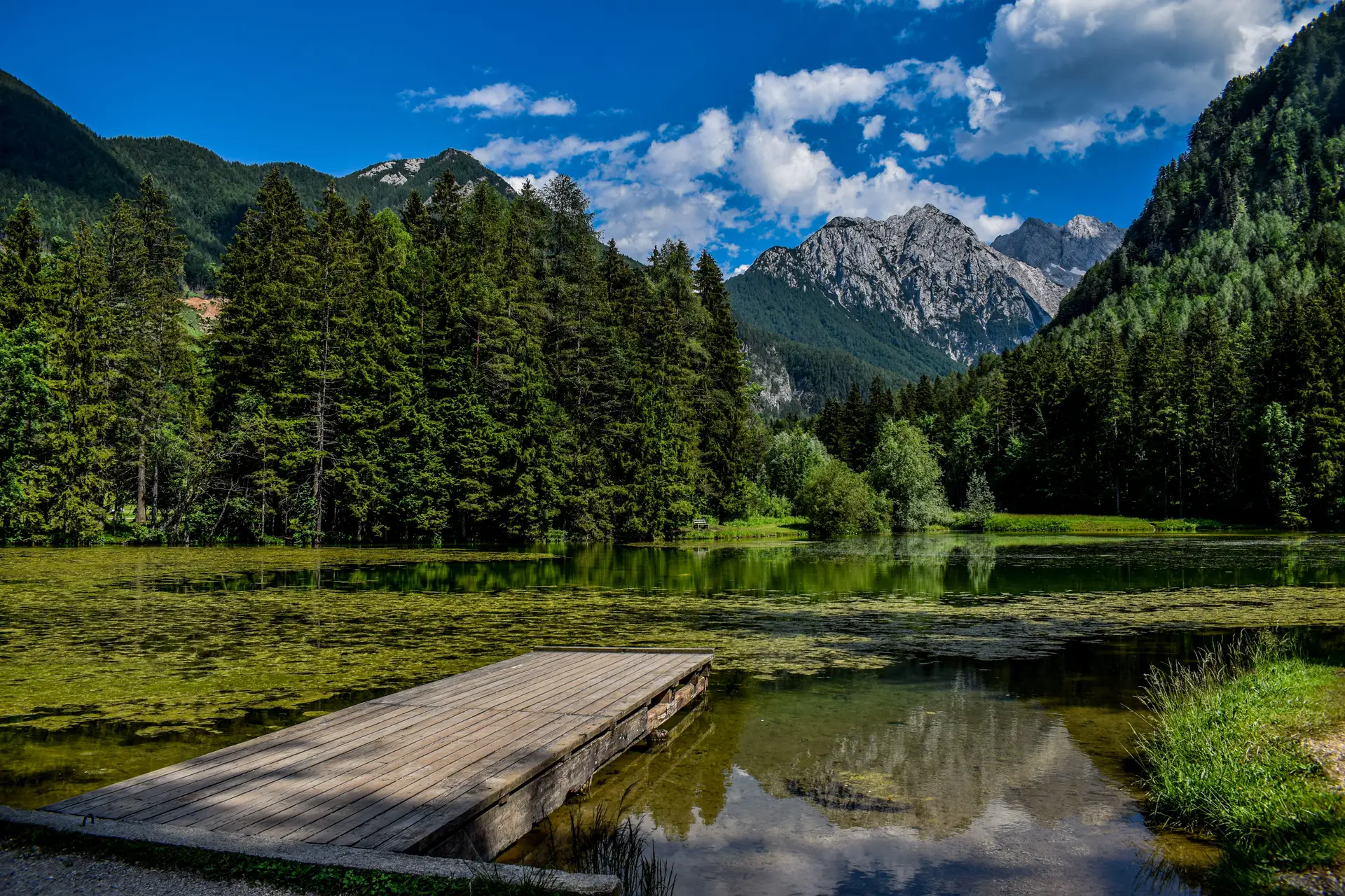 Gozdno potapljanje in tiha hoja